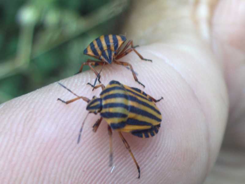 Pentatomidae: Graphosoma lineatum lineatum di Pabillonis